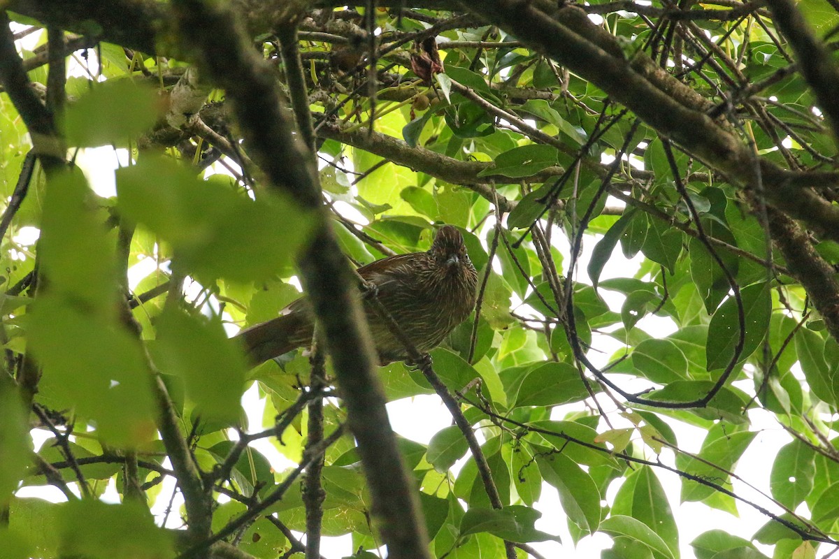 Striated Laughingthrush - Tommy Pedersen