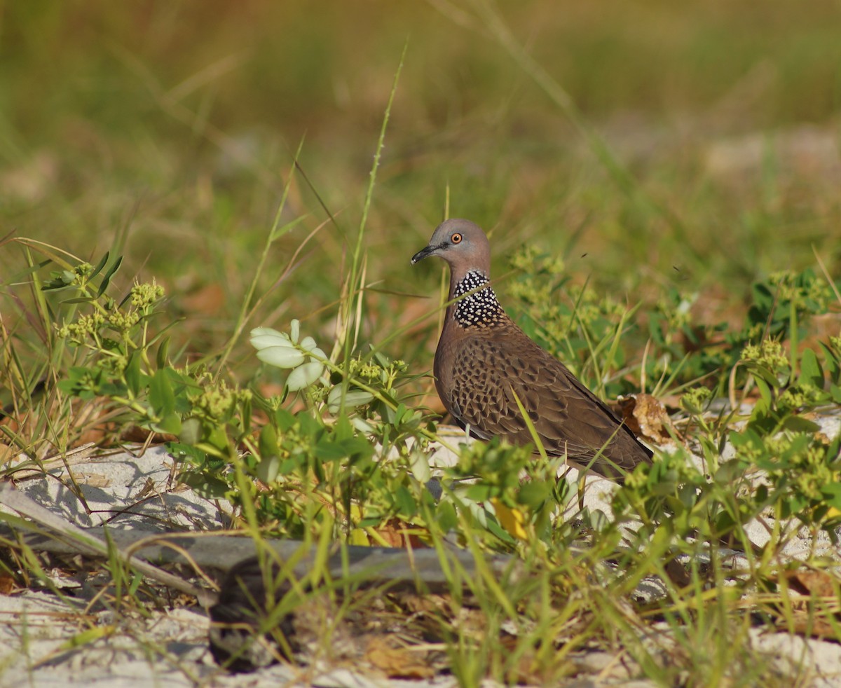 hrdlička kropenatá (ssp. chinensis/suratensis) - ML718202