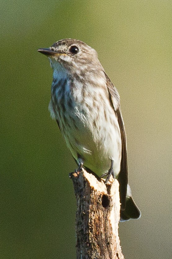 Gray-streaked Flycatcher - ML71821031