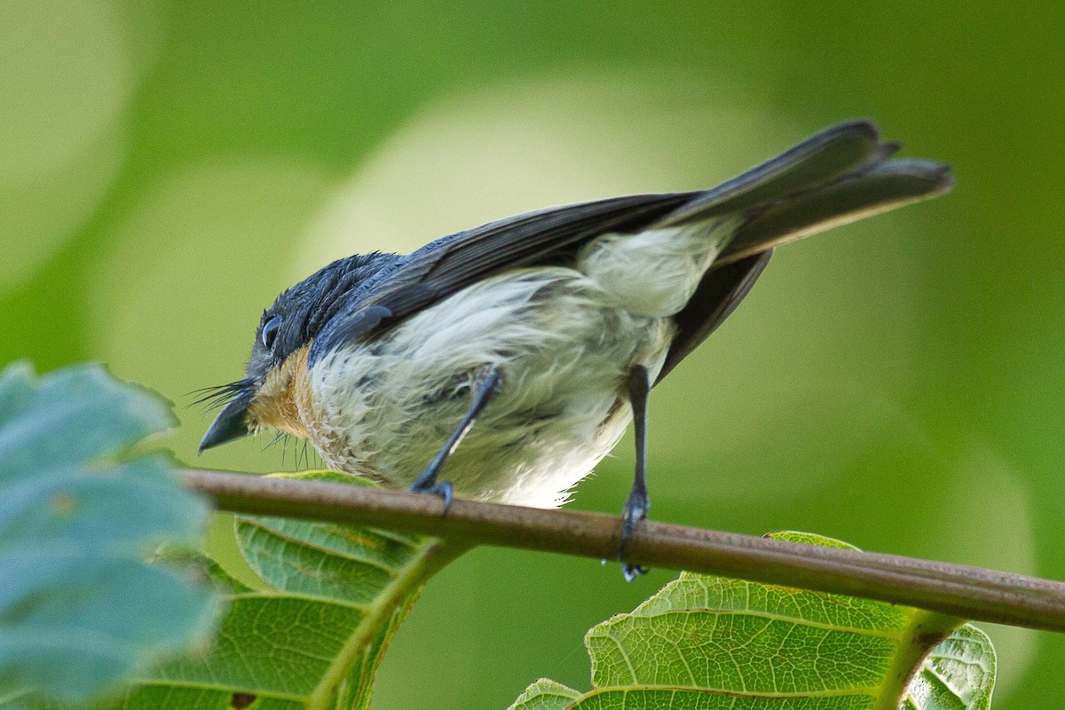 Moluccan Flycatcher - Eric VanderWerf