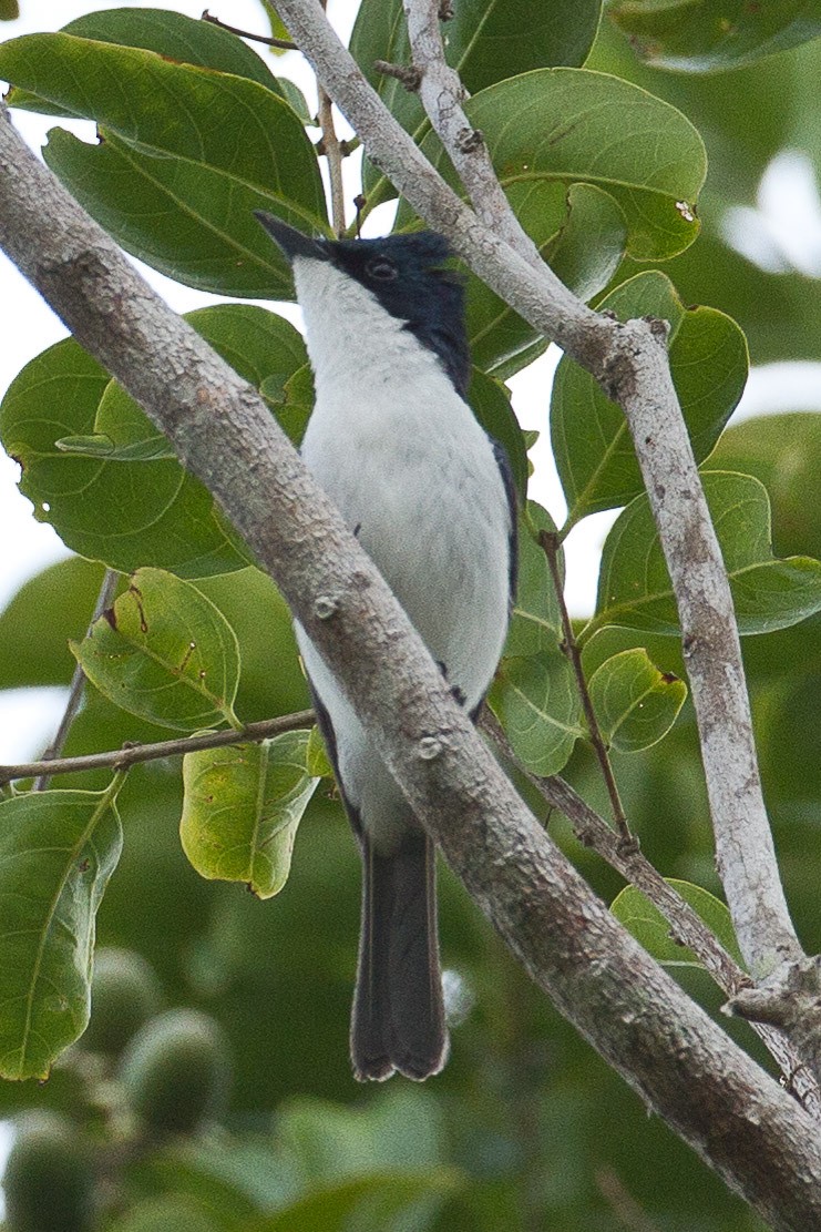 Moluccan Flycatcher - ML71821371