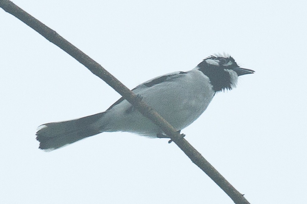 White-naped Monarch - ML71821691