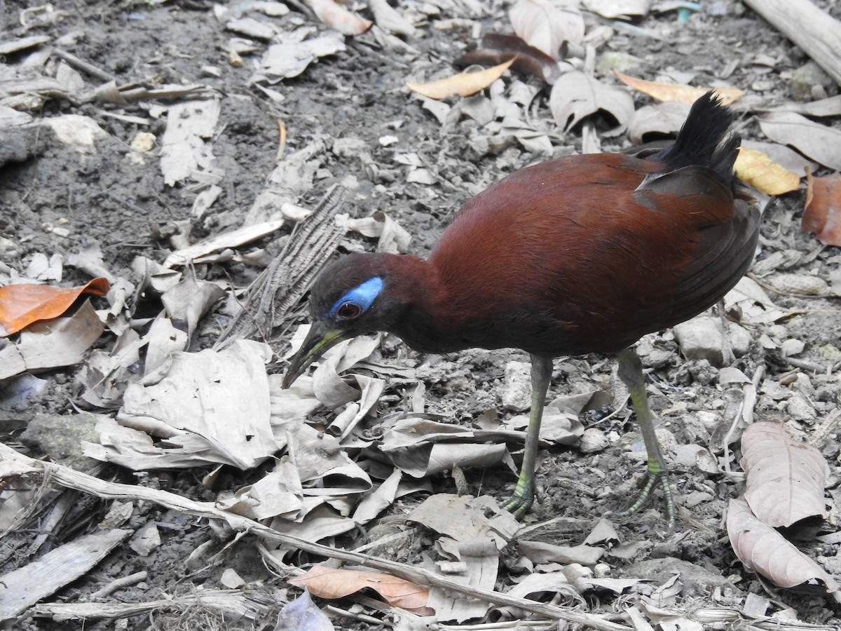 Blue-faced Rail - ML718219