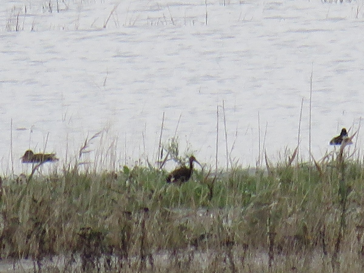 Glossy Ibis - ML71822531