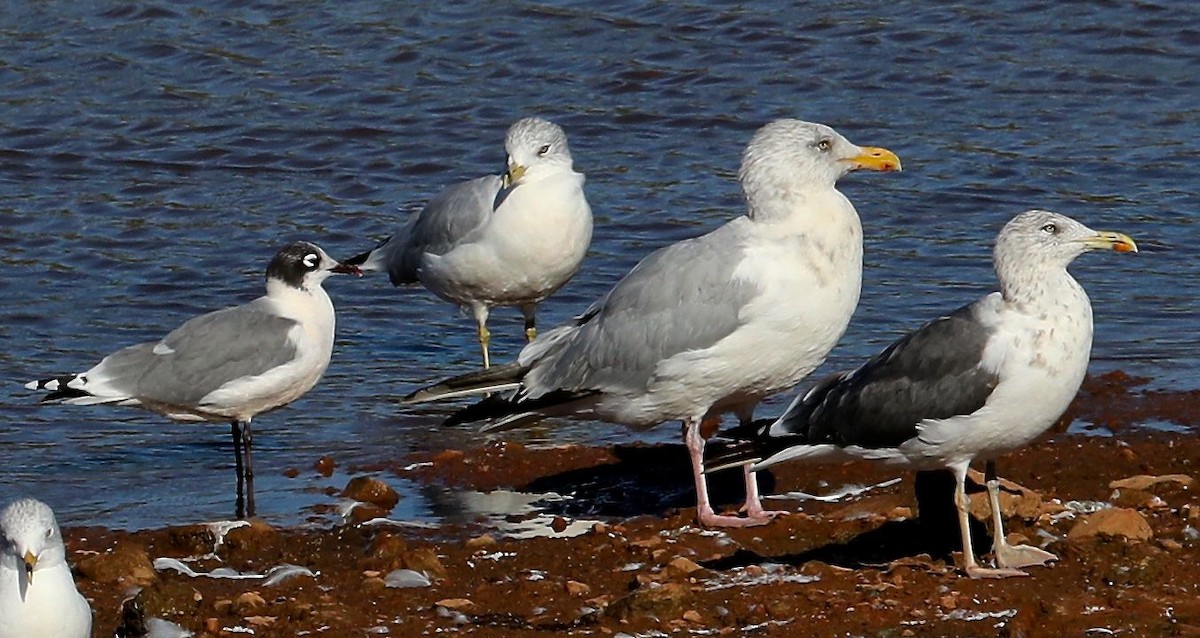 Lesser Black-backed Gull - ML71822681