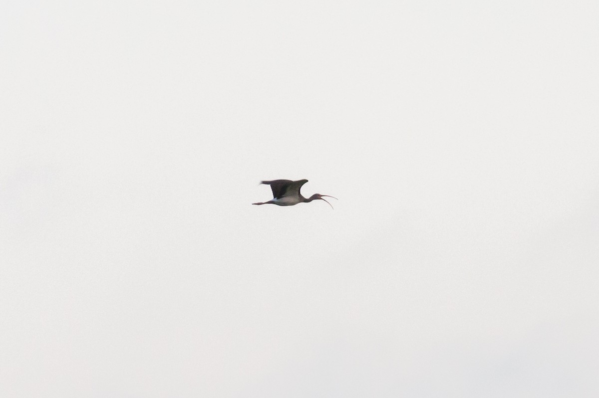 White Ibis - Patrick Van Thull
