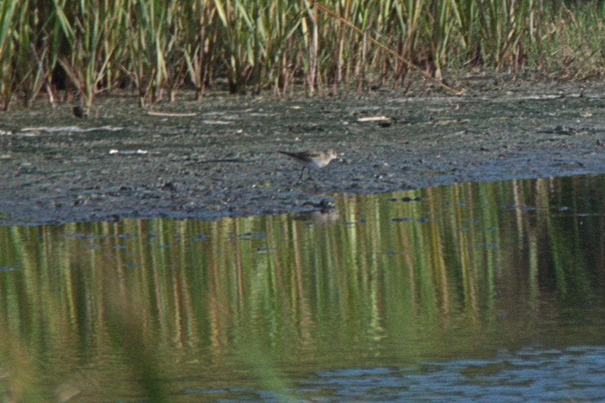 Baird's Sandpiper - ML71823221