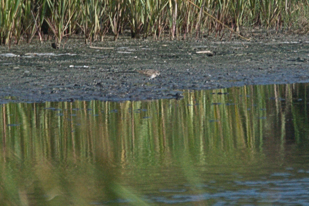 Baird's Sandpiper - ML71823231