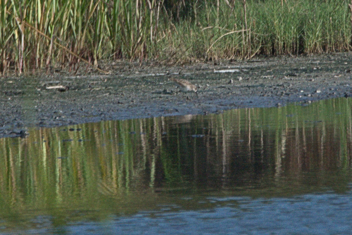 Baird's Sandpiper - ML71823251