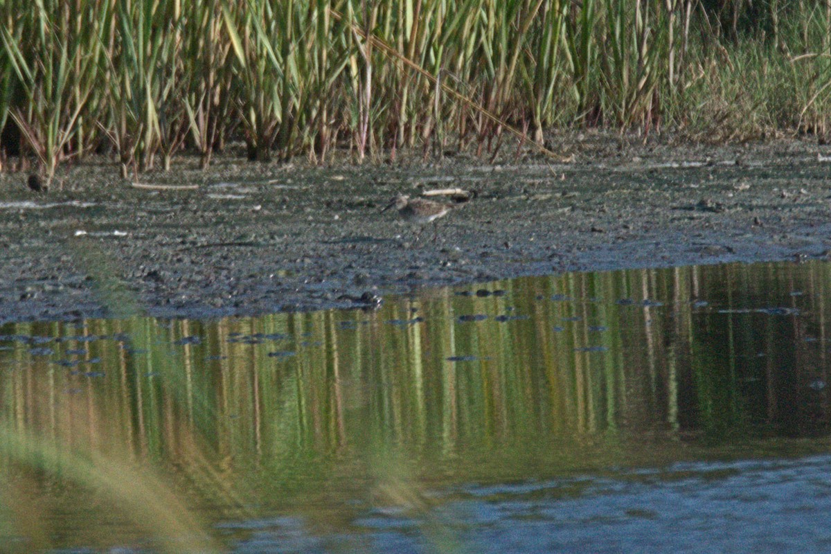 Baird's Sandpiper - ML71823261