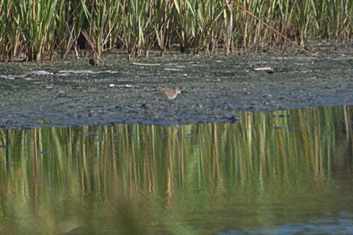 Baird's Sandpiper - ML71823271