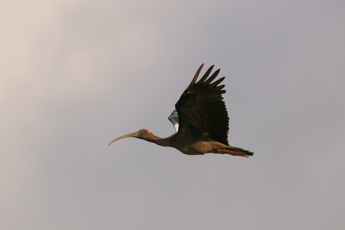 Red-naped Ibis - ML71825731