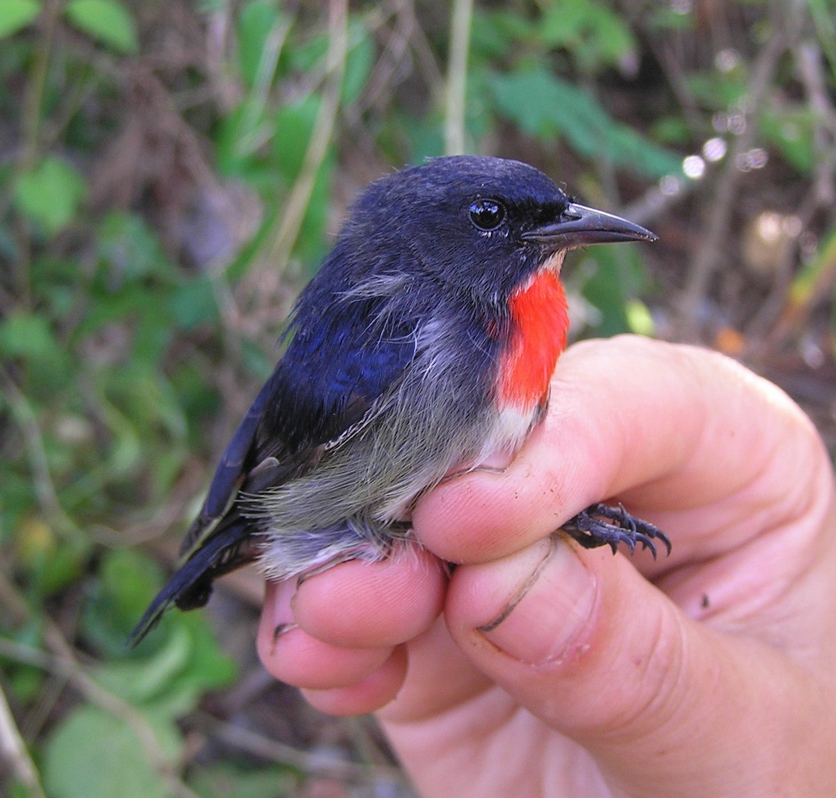 Gray-sided Flowerpecker (Wakatobi) - ML718262