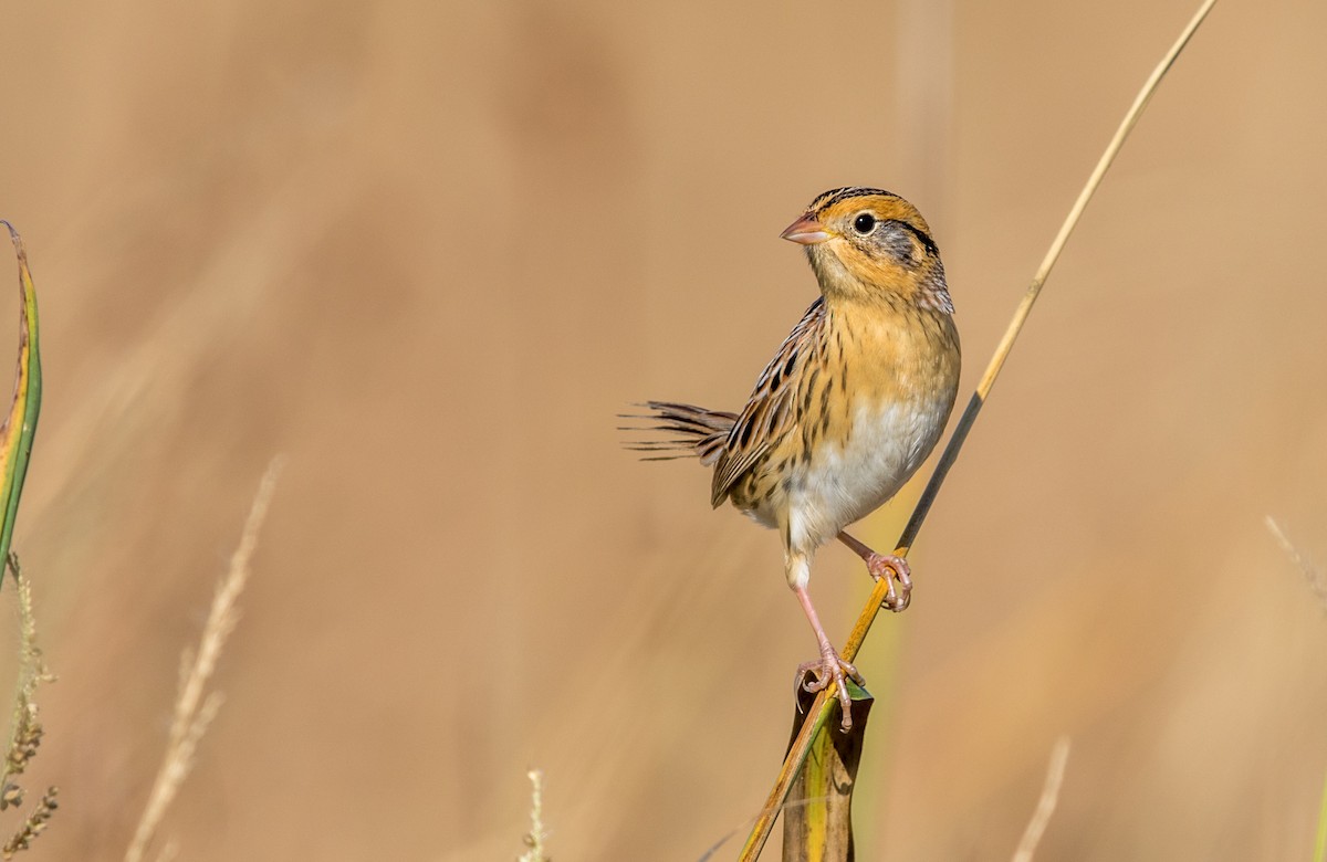 LeConte's Sparrow - Jeff Timmons