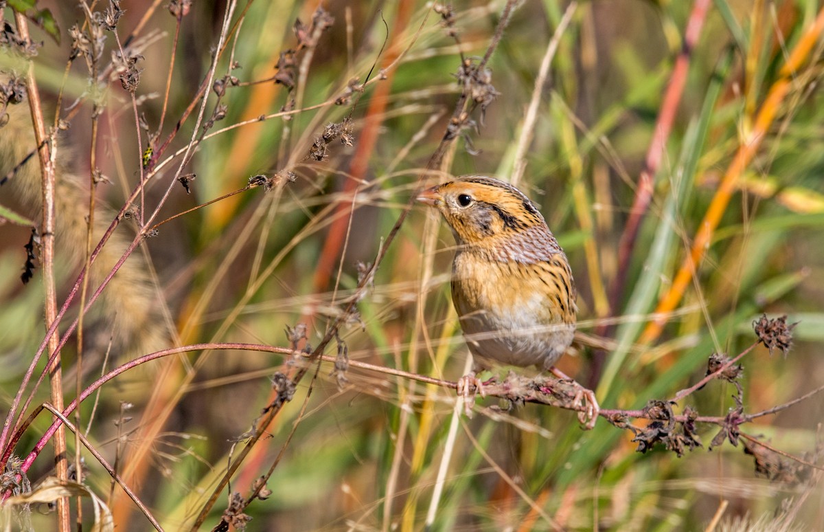 LeConte's Sparrow - ML71829381