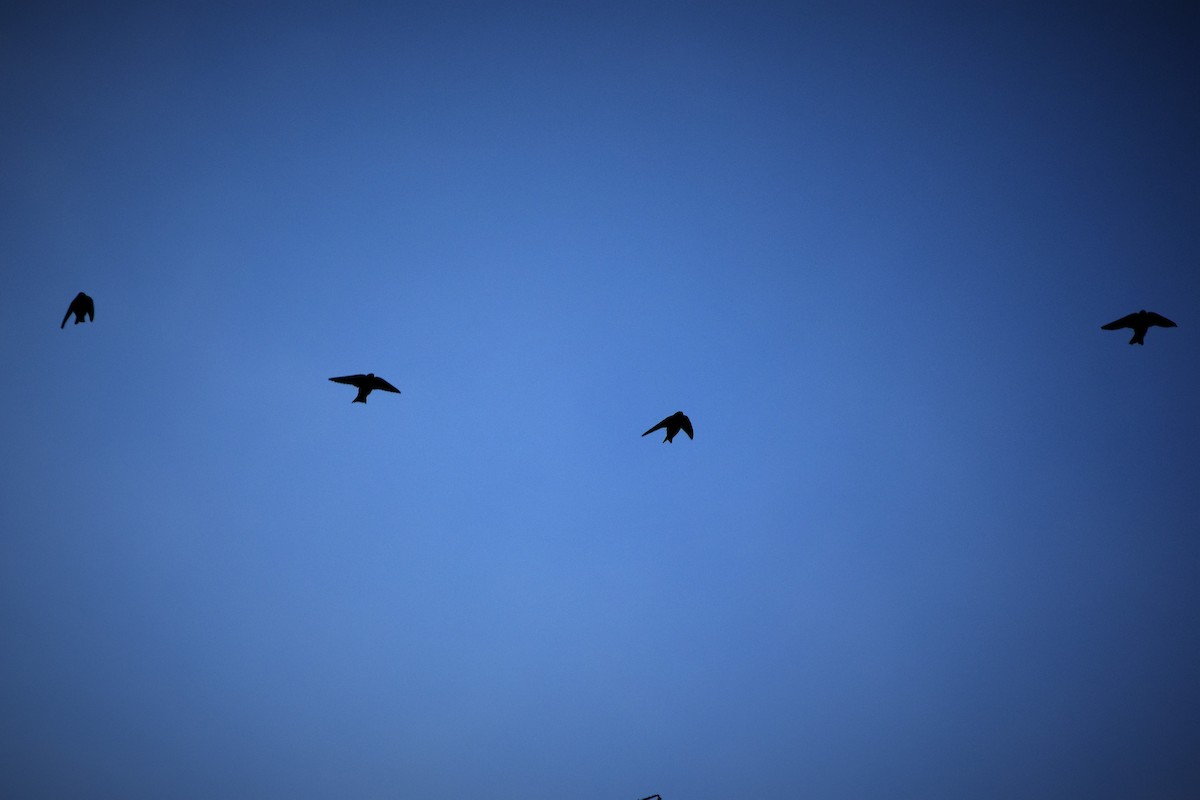 Chilean Swallow - ML71830081