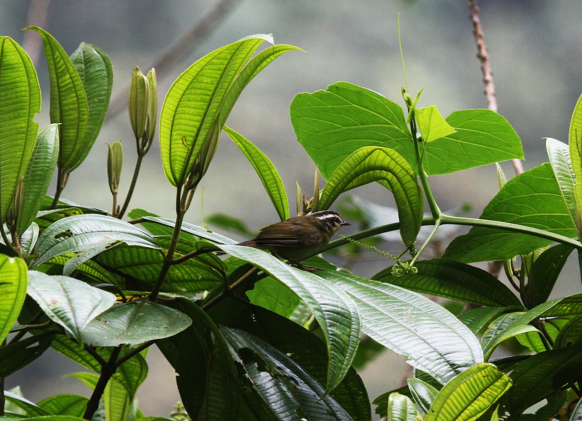 Three-striped Warbler (auricularis) - ML718302