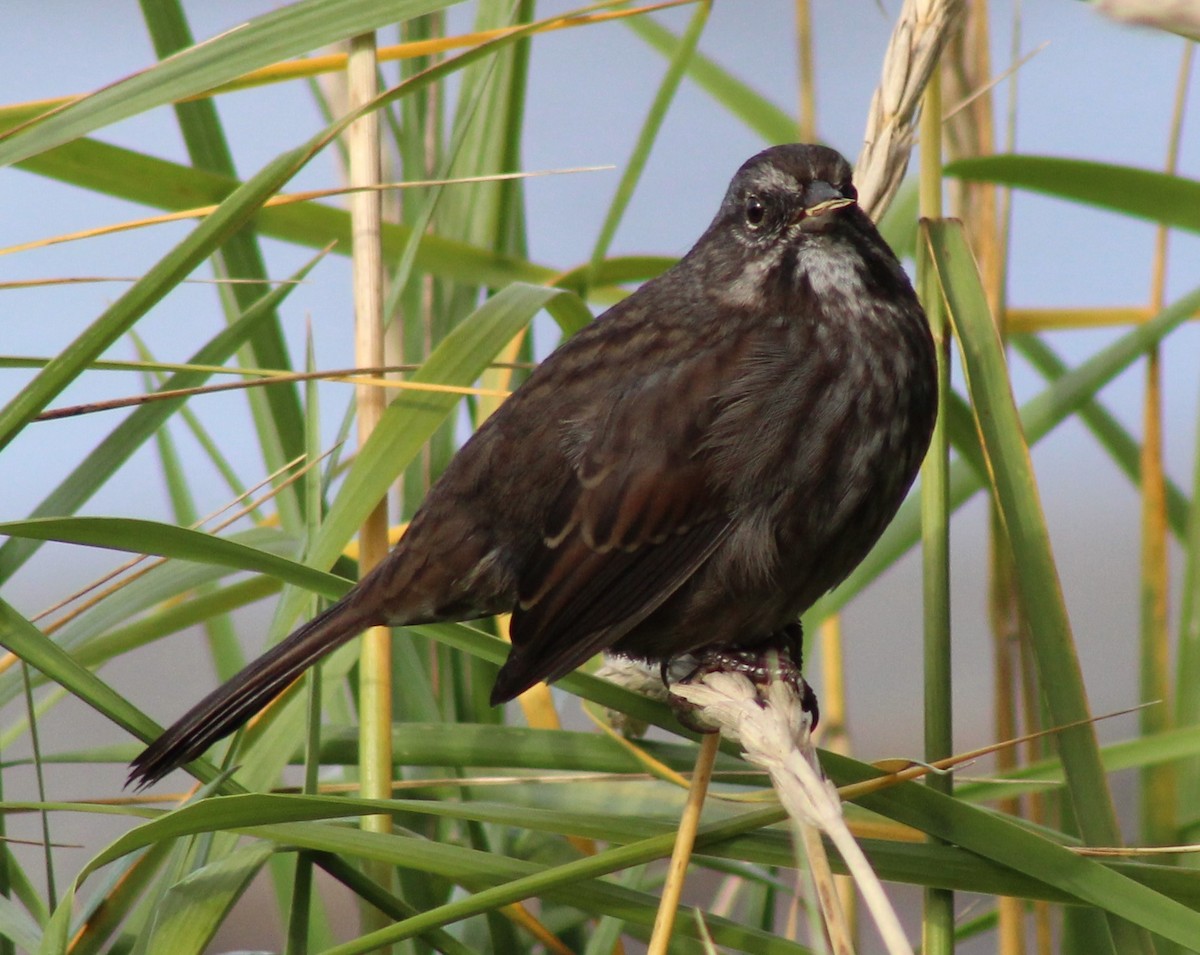 Song Sparrow - ML71831591