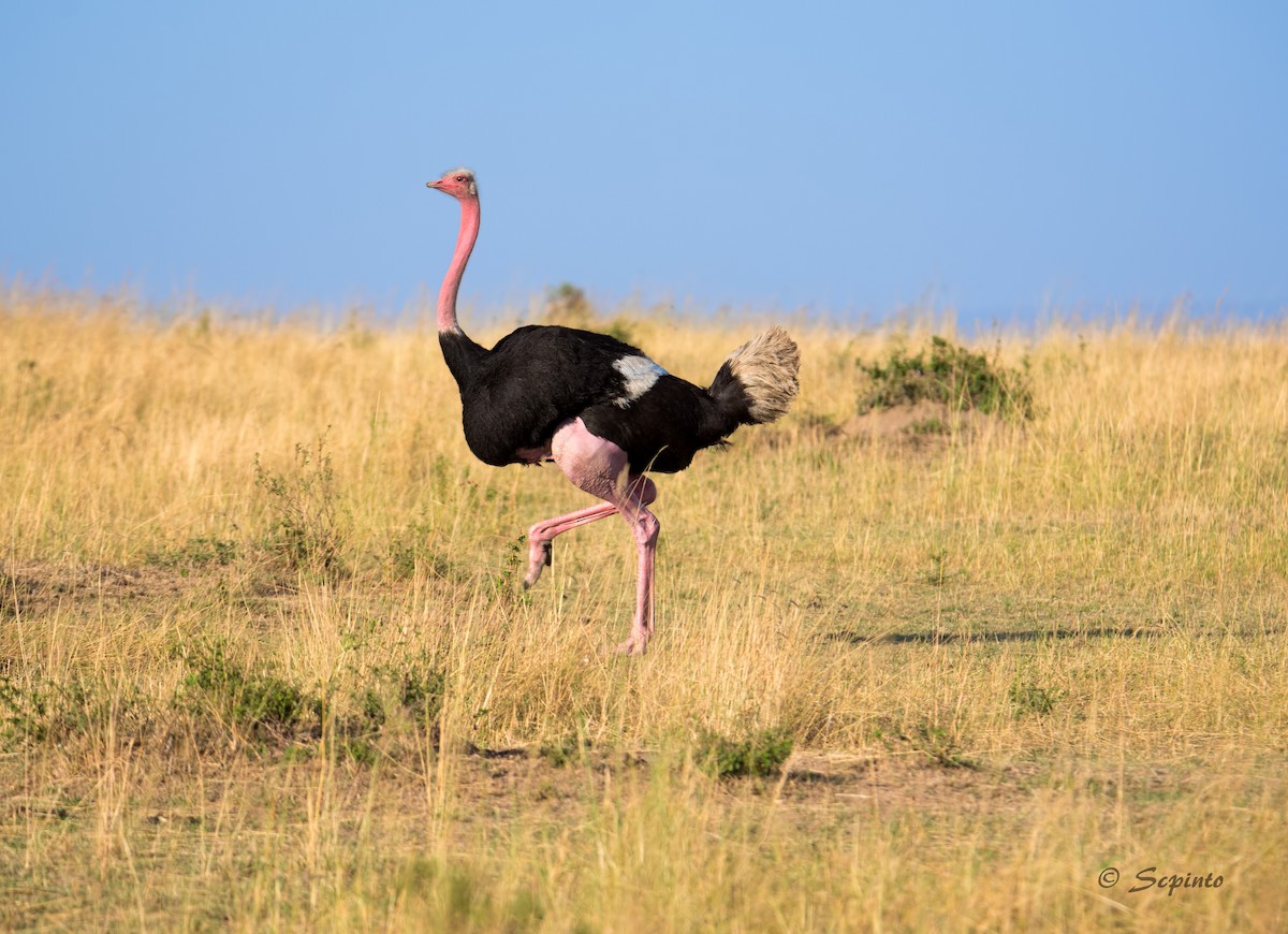 Common Ostrich - Shailesh Pinto