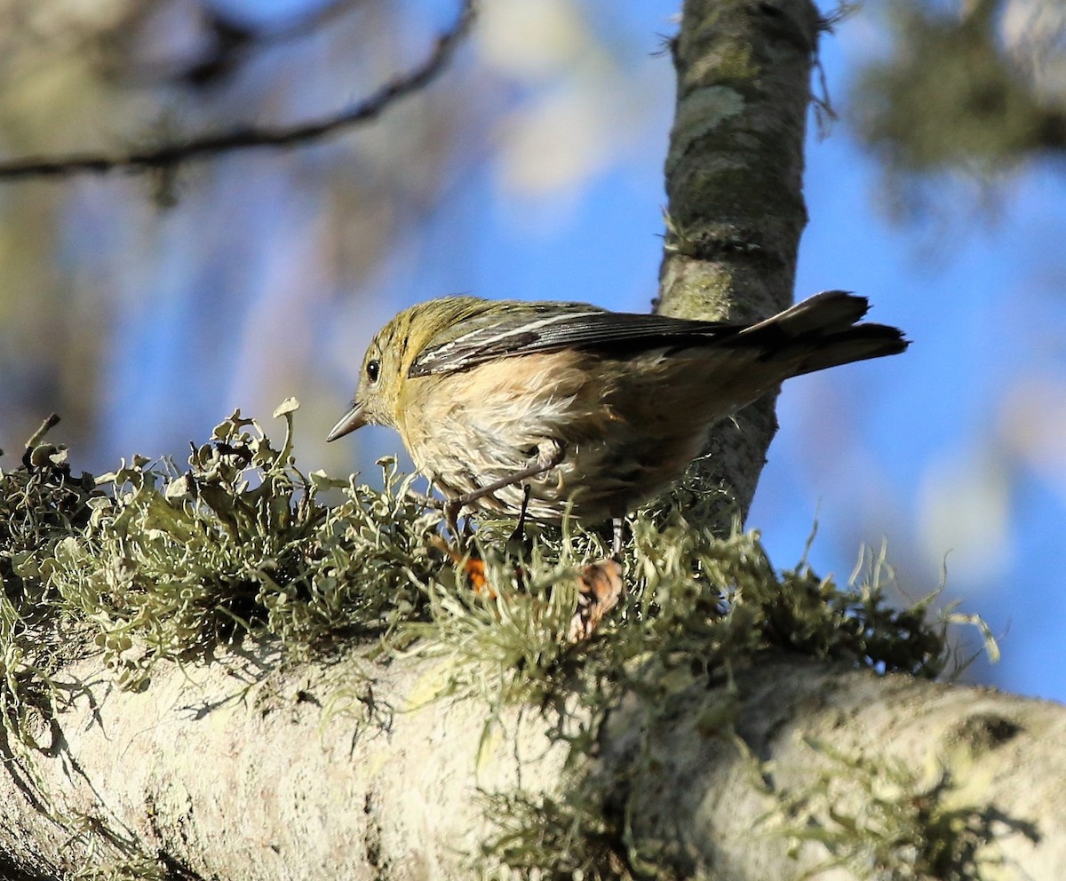 Bay-breasted Warbler - ML71832151