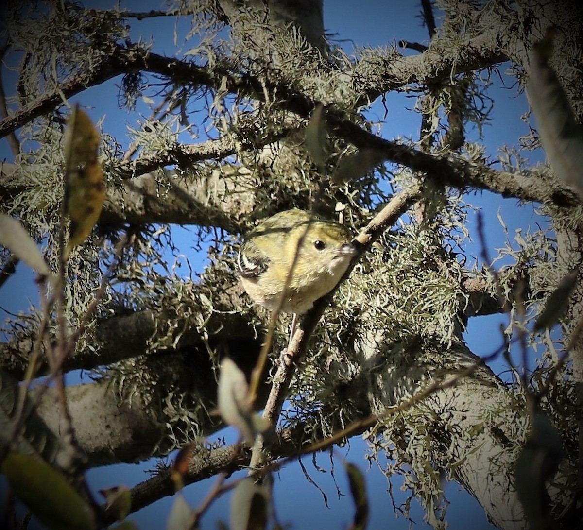 Bay-breasted Warbler - ML71832201