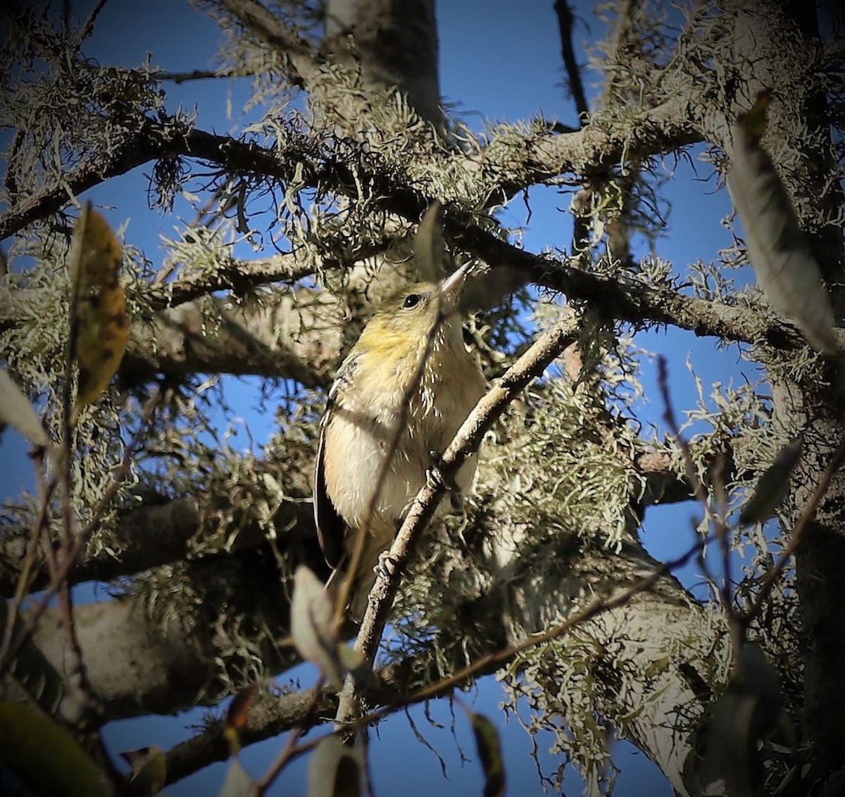 Bay-breasted Warbler - ML71832211