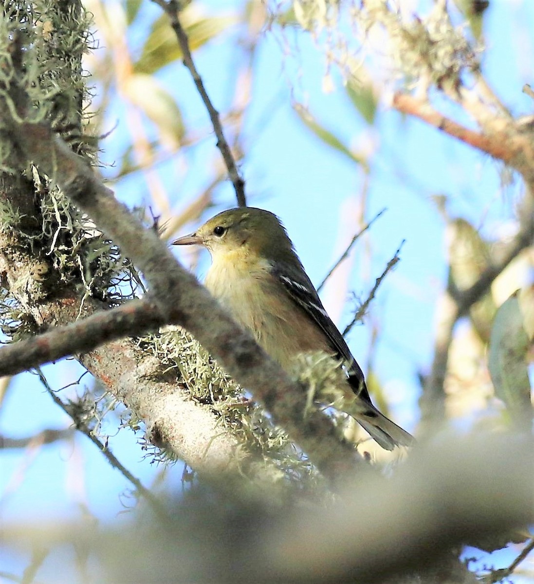 Bay-breasted Warbler - ML71832241