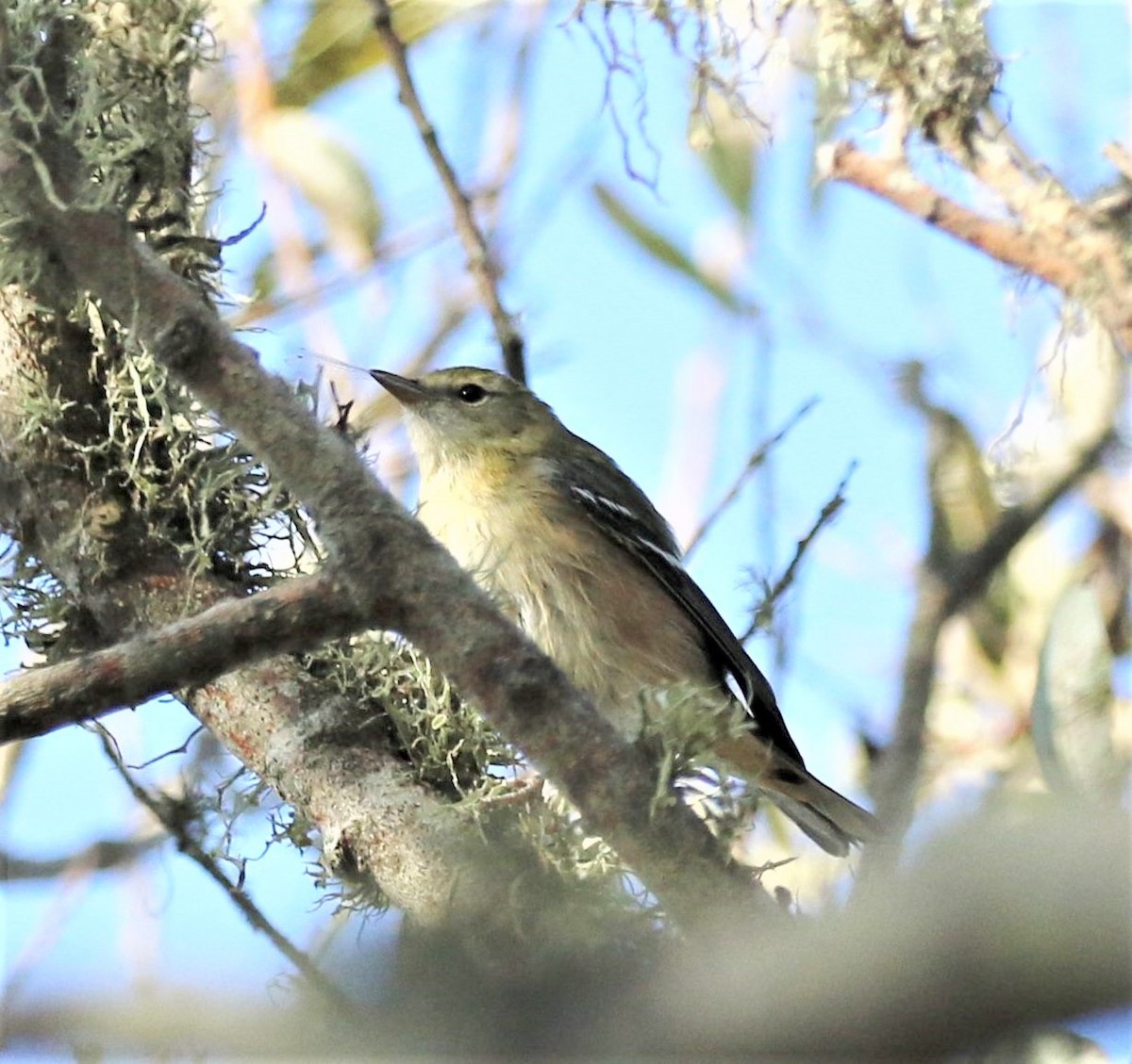 Bay-breasted Warbler - ML71832261