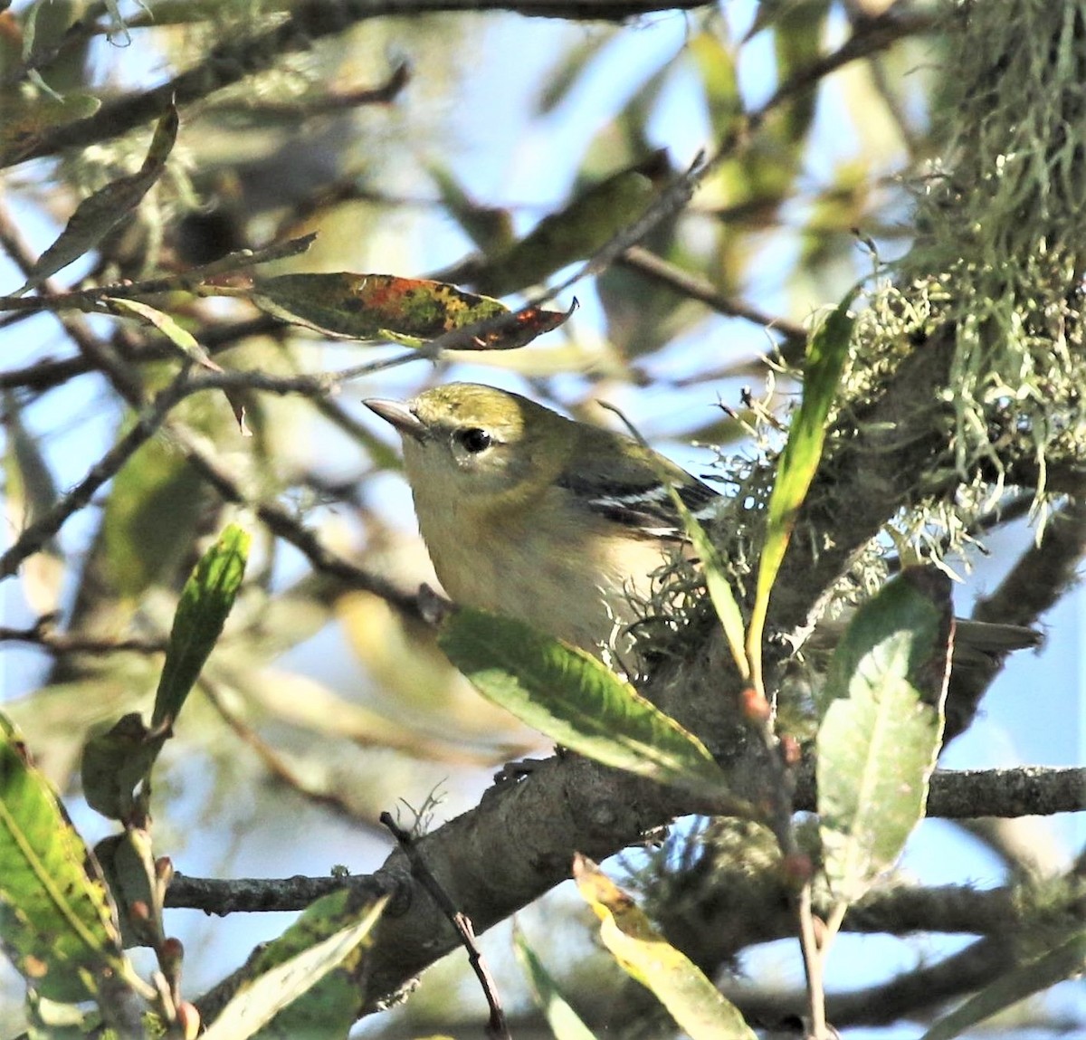 Bay-breasted Warbler - ML71832281