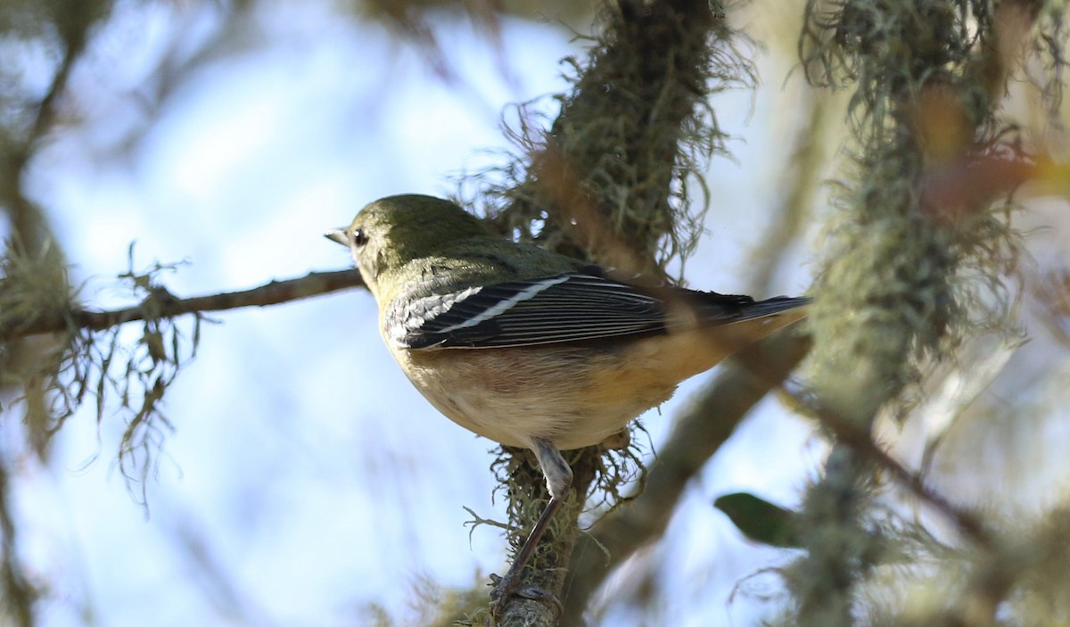 Bay-breasted Warbler - ML71832291