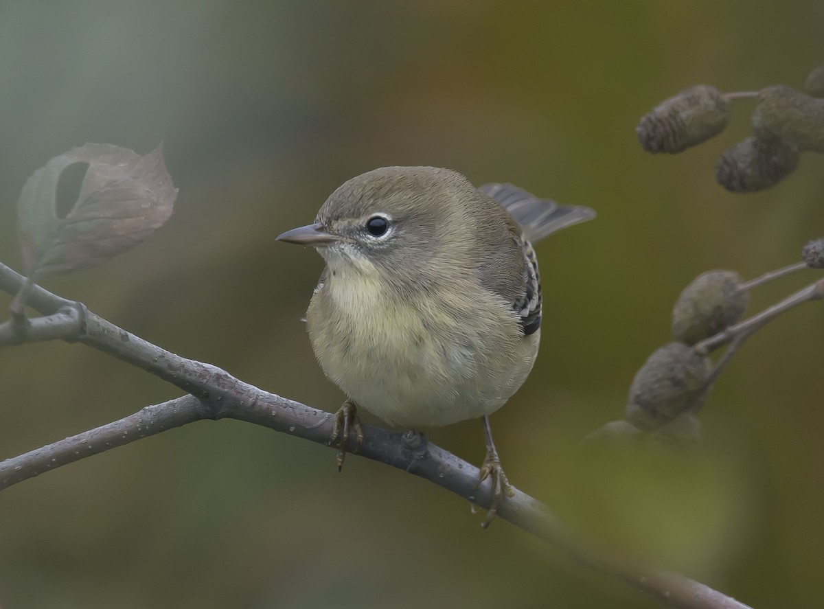 Pine Warbler - ML71833011