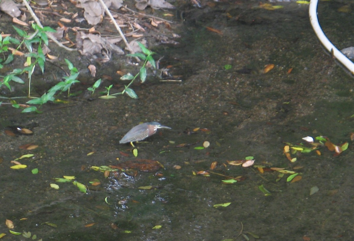 Green Heron - ML71836541