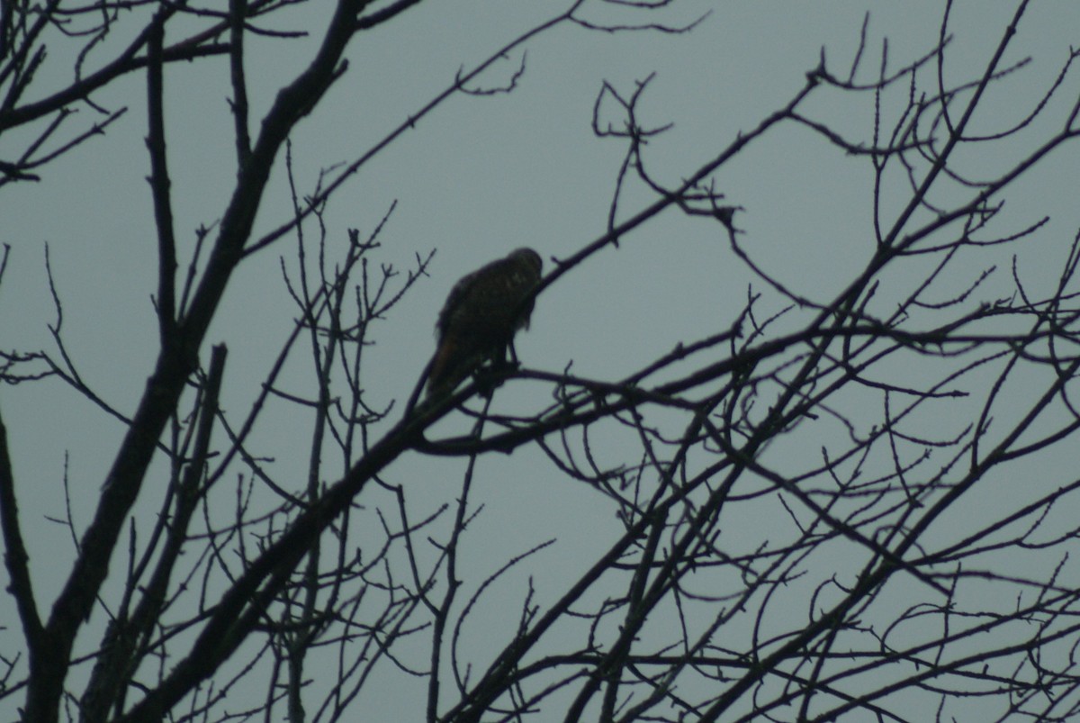 Red-tailed Hawk (borealis) - ML71838081