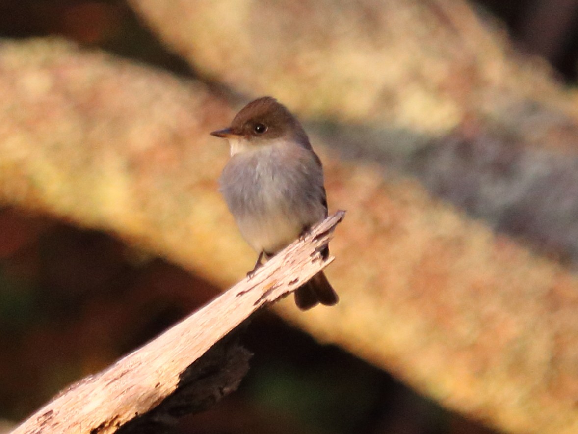 Eastern Wood-Pewee - ML71838101