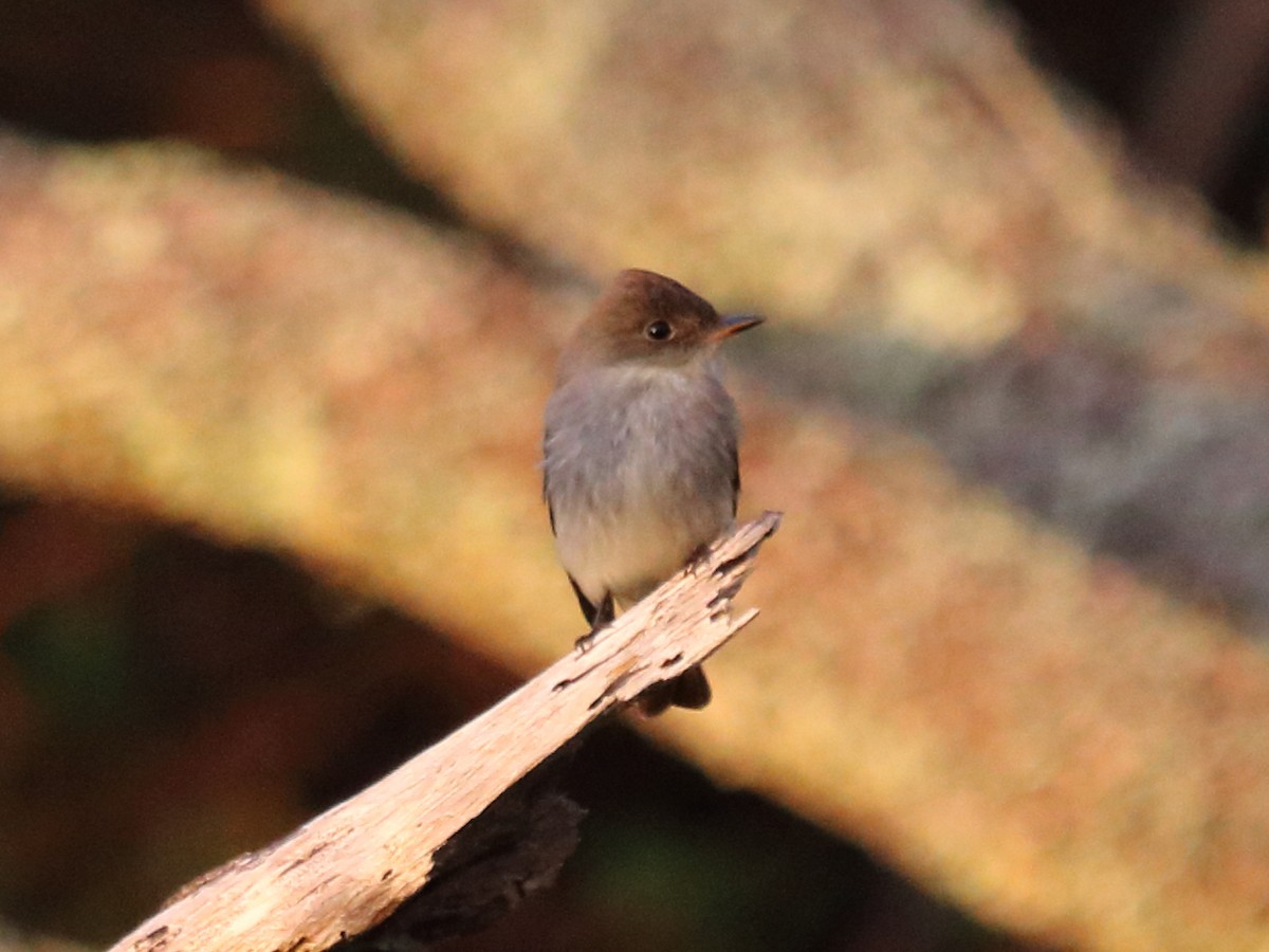 Eastern Wood-Pewee - ML71838121