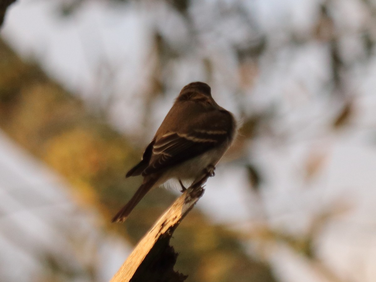 Eastern Wood-Pewee - ML71838211