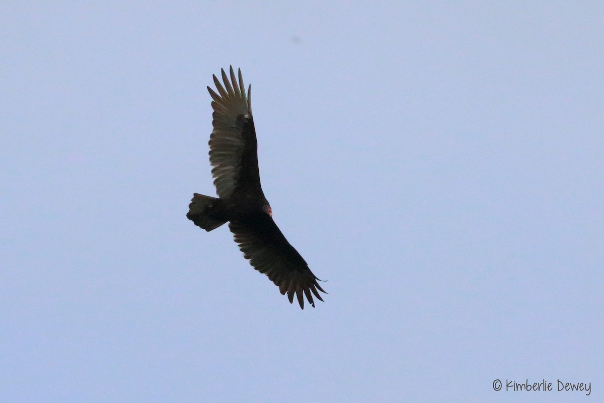 Turkey Vulture - ML71838411