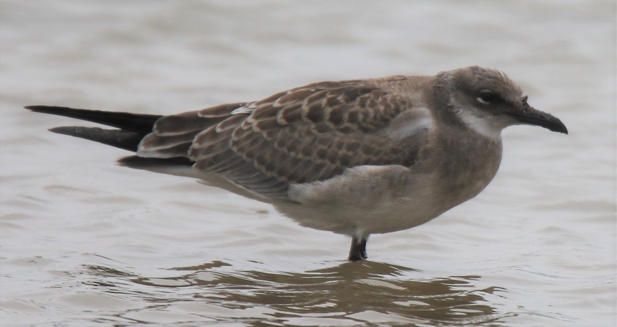 Laughing Gull - Jim Stasz