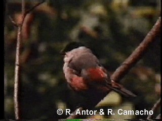 Black-crowned Waxbill - ML718393