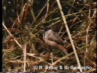 Black-crowned Waxbill - ML718397