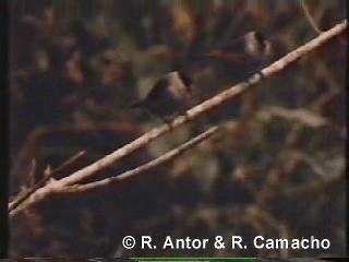 Black-crowned Waxbill - ML718398