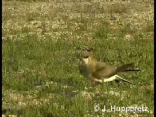 Black-winged Pratincole - ML718399