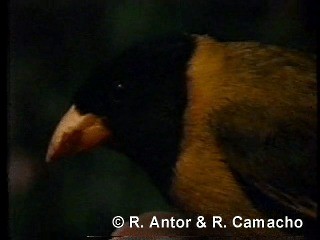 Oriole Finch - ML718412
