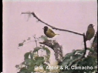 Oriole Finch - ML718413