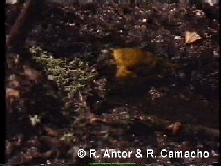 Oriole Finch - ML718414