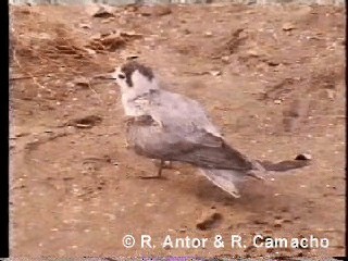 黑浮鷗(niger) - ML718416