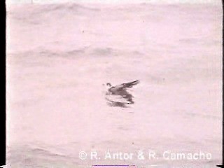 Black Tern (Eurasian) - ML718417