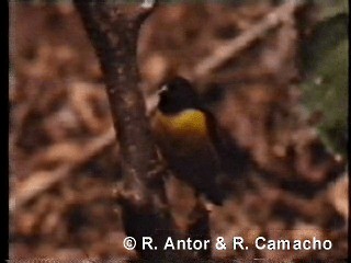 Brown-capped Weaver - ML718418