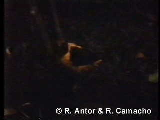 Brown-capped Weaver - ML718419