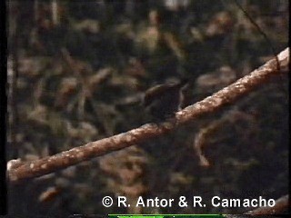 Bioko Speirops - ML718423